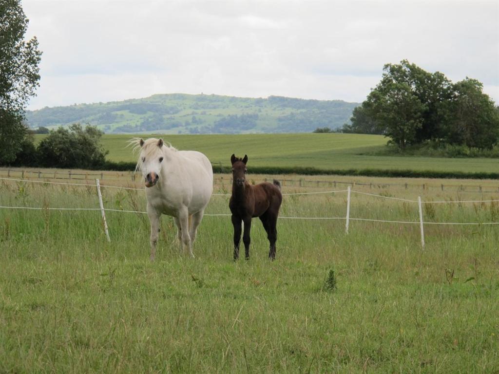 Bluebell Farm Bed & Breakfast Upton upon Severn Luaran gambar